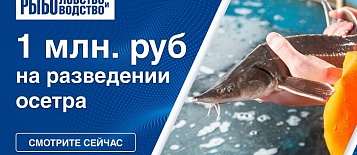 Идея бизнеса. Как заработать миллион рублей на разведении осетра за 2 месяца